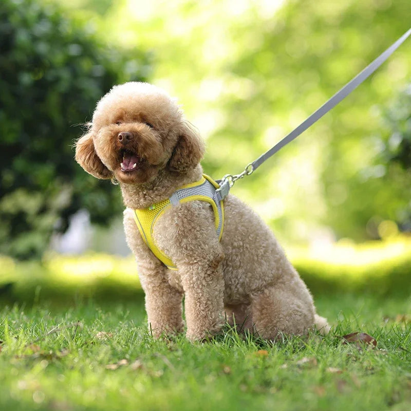 Small Pet Harness Leash